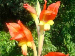 Gladiolus dalenii